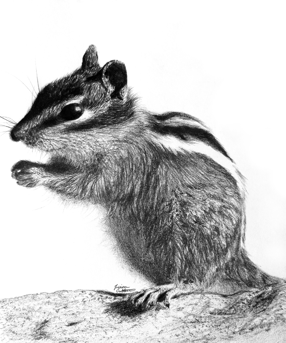 Chipmunk (8x10 Graphite & Charcoal)