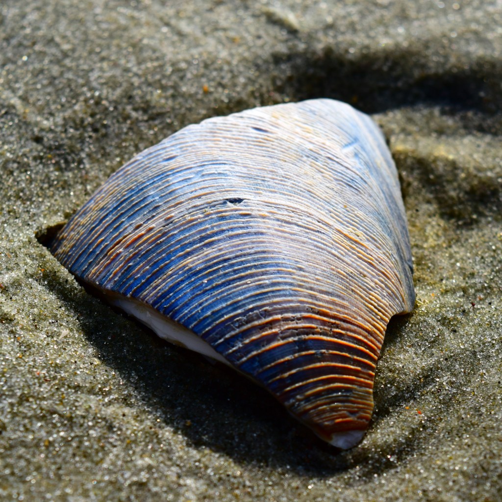 Archelon Studios Carrabelle Shell