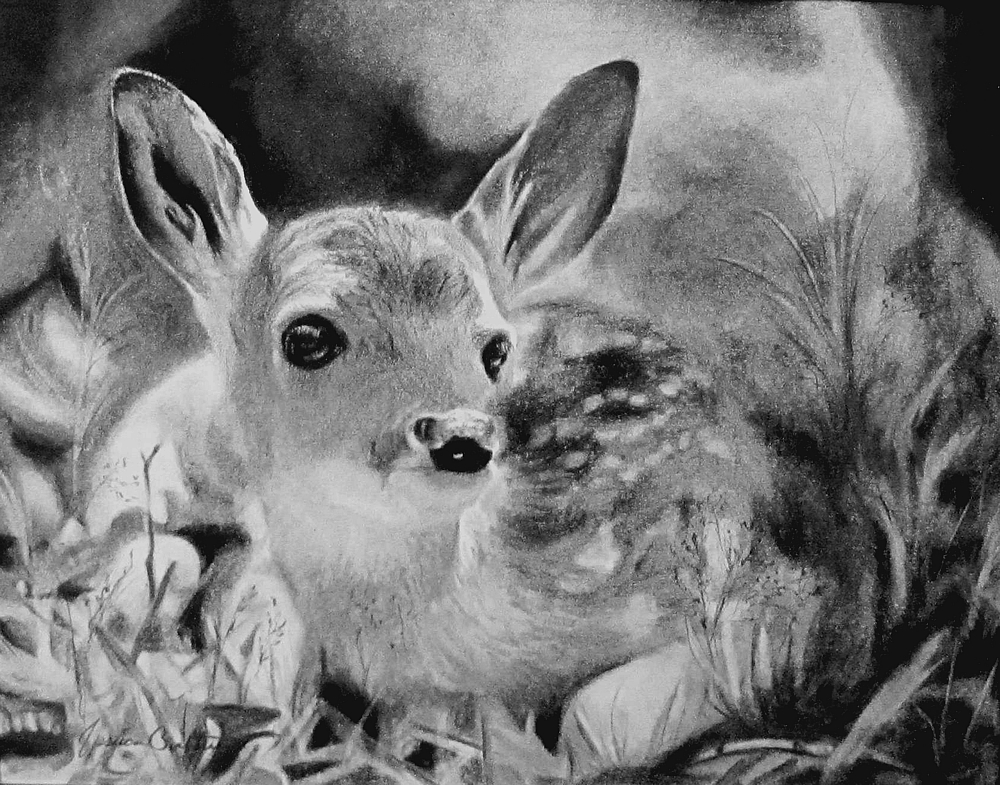 Little Fawn (8x10 Charcoal) Private Collection